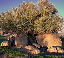 Life on the Rocks by bazcelt