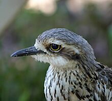 Bush Thick Knee by triciaoshea