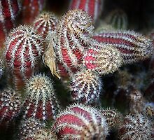 A Cactus Affair by CarolM