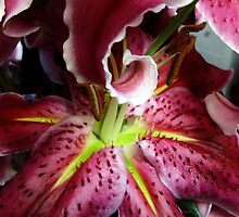 Star Gazer Lily by trueblvr