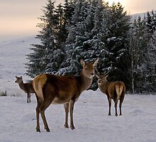 In a bleak midwinter.... by Caroline Freeman