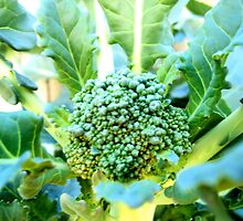 My Broccoli Garden by Photokid07