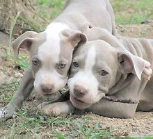 It's MY Stick! by Ginny York