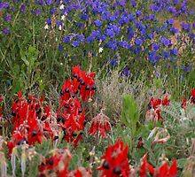 Reds - N - Blues by Topher Webb
