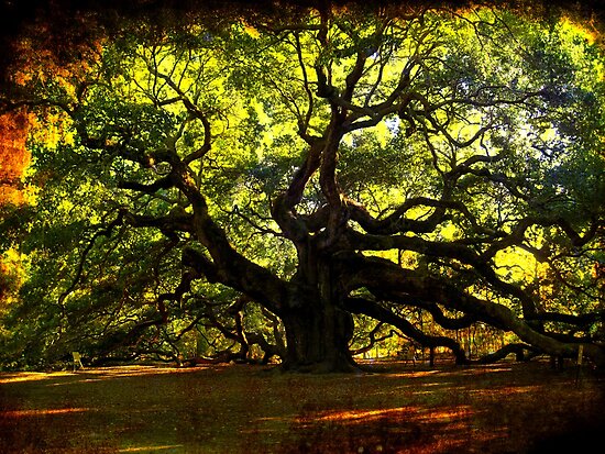 Angel Oak Tree