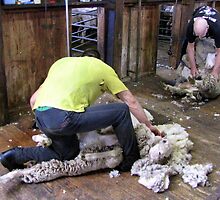 Shearing by bobby1