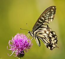 thistle and his friend by davvi