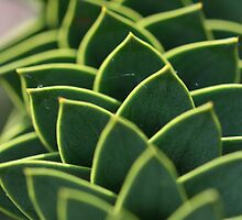 Monkey puzzle, up close but not so personal by cherryamber