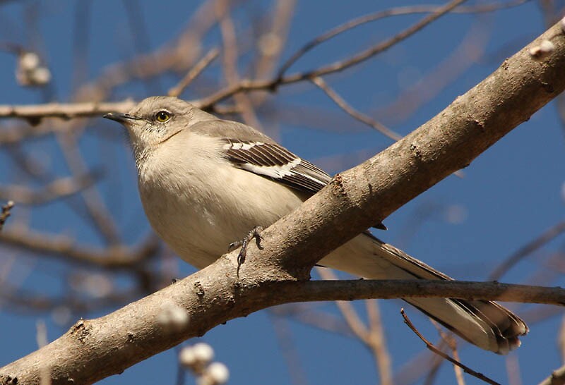 Official State Bird Of Mississippi