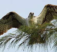 osprey displaying wingspan by jozi1