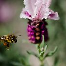 Honey In flight by Jessica Millman