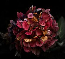 Don't Buy Me Flowers When I'm Dead by esquiresque