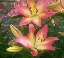 Beautiful lily by seemyshots