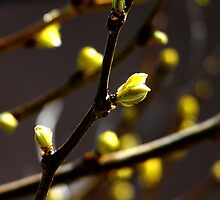 New Leaf coming to Life for Spring by PEEP
