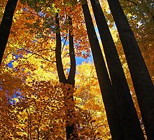 ~stand tall~ by Terri~Lynn Bealle