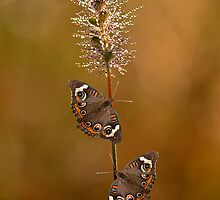 Butterfly Medley by Bonnie T. Barry