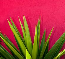 Contrasts by Lucinda Walter