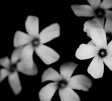 new beginnings by Ingz