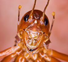 The Parktown Prawn by RatManDude