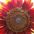 In My Garden (Red Sunflower) by Michele Ford
