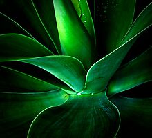 Aloe Vera by Liv Stockley