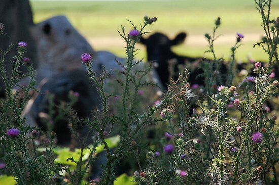 Shy Cow