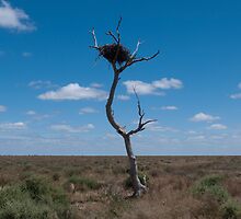 Lone tree, very lonely nest by Syd Winer