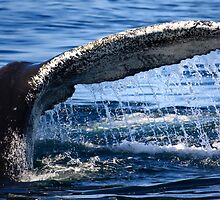 Humpback Whale Tail by capecodart