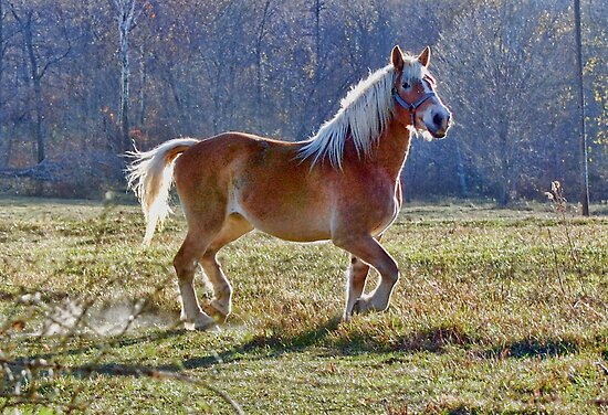 flemish horse