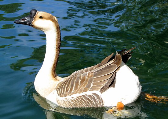 "Chinese Goose ~ Male" by Kimberly Chadwick | Redbubble