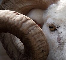 animals #25, I'll give you horny by stickelsimages