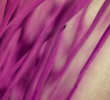 Pink Blades II by Priska Wettstein