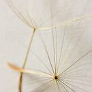 Two Seeds by Melody Ricketts
