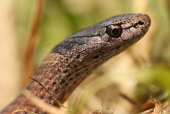 Baby Marsh Snake