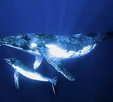Humpback Whales by Melissa Fiene