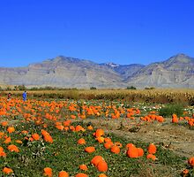 the Pumpkin Patch by sgarrityphotogr