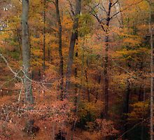 Reminiscing on October by Virginia Shutters