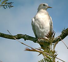 Partridge in a pear tree! by Roy Massicks