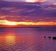Bringing in the tinny at dawn, Moreton Bay by Robert Ashdown