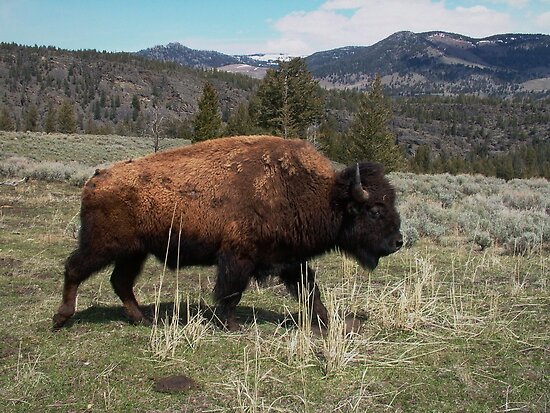 Roaming Buffalo