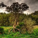 Twisted -  On The Road To Sofala, West of Sydney - The HDR Experience by Philip Johnson