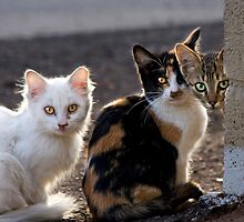 The Three Little Kittens by Sue Cullumber
