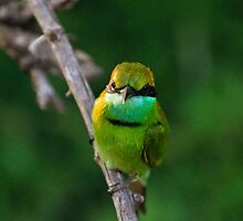 Little Green Bee-eater by Hiran Maddumage