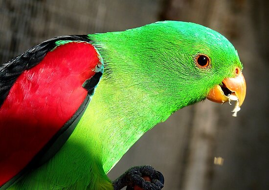beauty parrot
