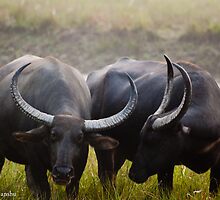 ready to fight by vishwadeep anshu