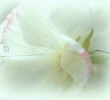 I Sent You A Letter.... by Sharon House