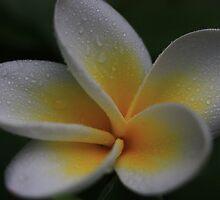 Beautiful Dreamer by Keith G. Hawley