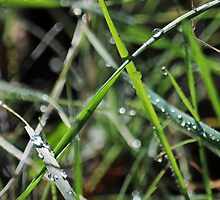 wet & Weedy by Lenny La Rue, IPA