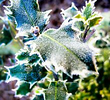 Frosted Holly by dansLesprit