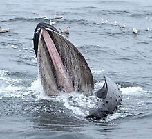 Surface Lunging Humpback Whale II by Gina Ruttle (Whalegeek)